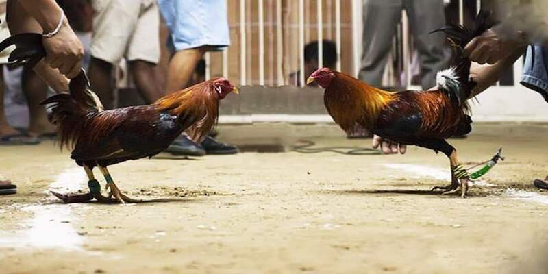 Đá Gà Cựa Sắt 188BET: Trò Chơi Đầy Kịch Tính Và Thu Hút 1 da ga cua sat 1