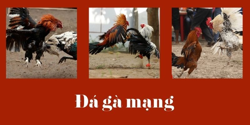 Đá Gà Mạng 188BET: Cách Chơi Và Những Điểm Lưu Ý Quan Trọng 1 da ga mang 2