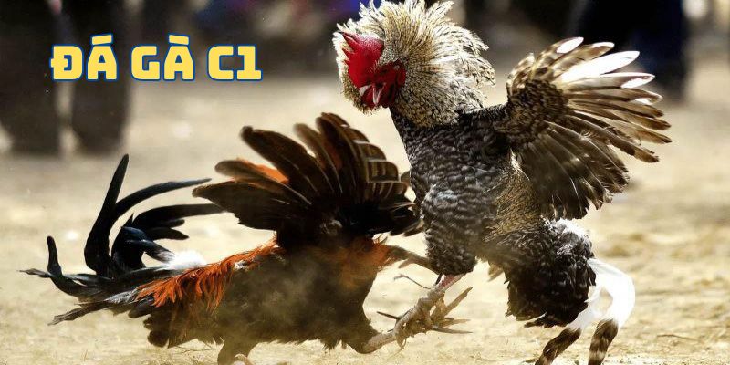 da ga truc tiep c1 1