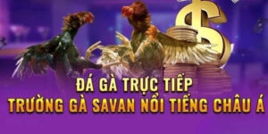 truong ga savan 2